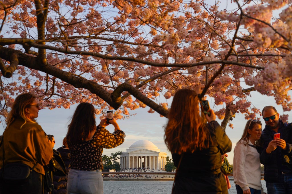 Washington, D.C., Cherry Blossoms Reach Peak Bloom