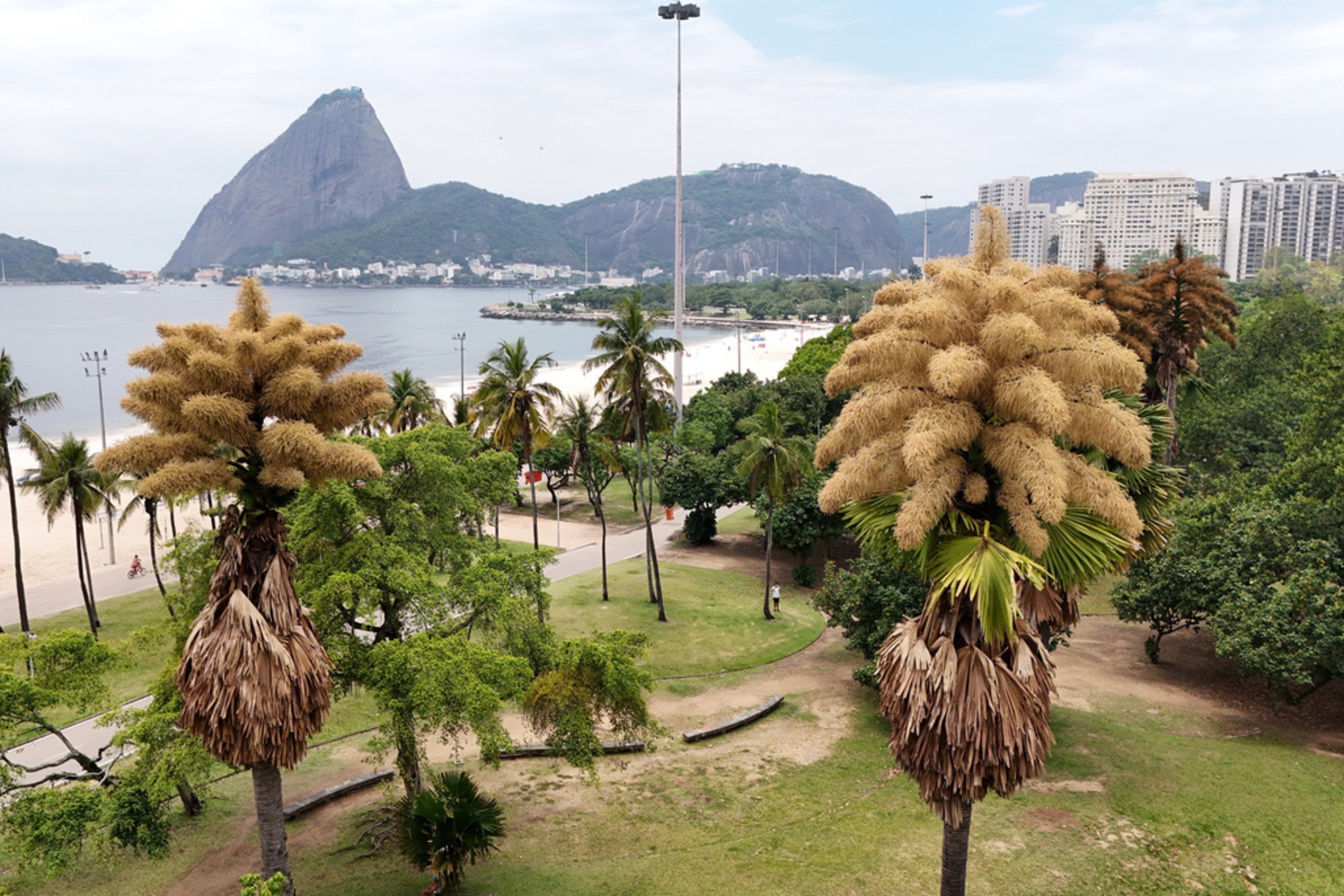 flowering palm tree in Brazil
