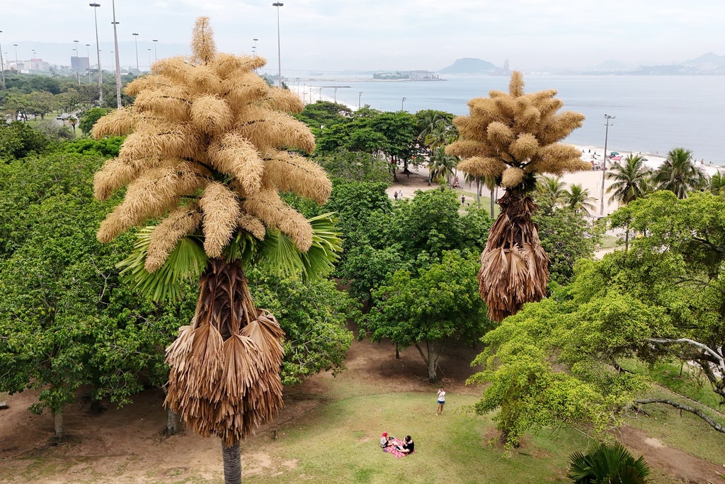 flowering palm tree in Brazil