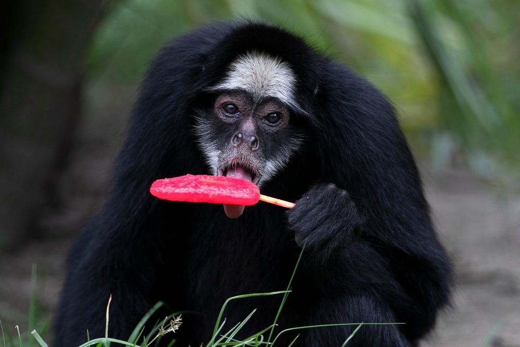 Zoo Animals Get Popsicles As Rio De Janeiro Faces Scorching Summer ...