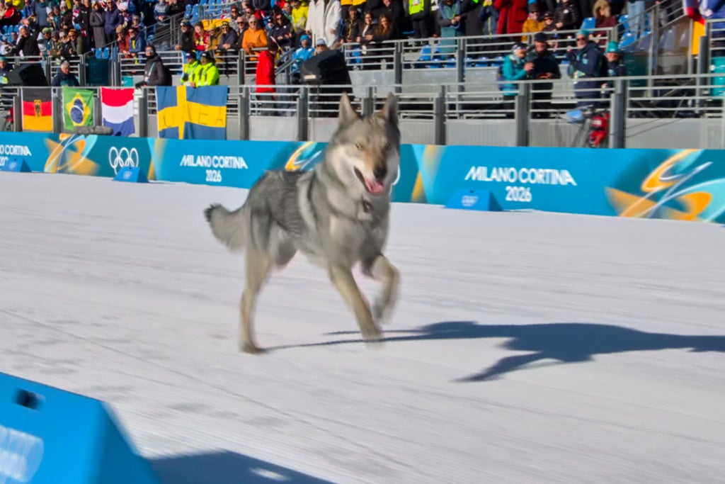 olympic dog