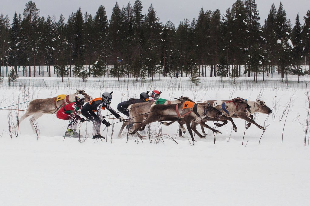 reindeer racing