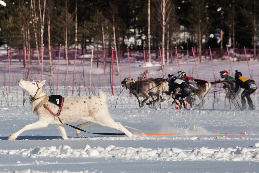 reindeer racing