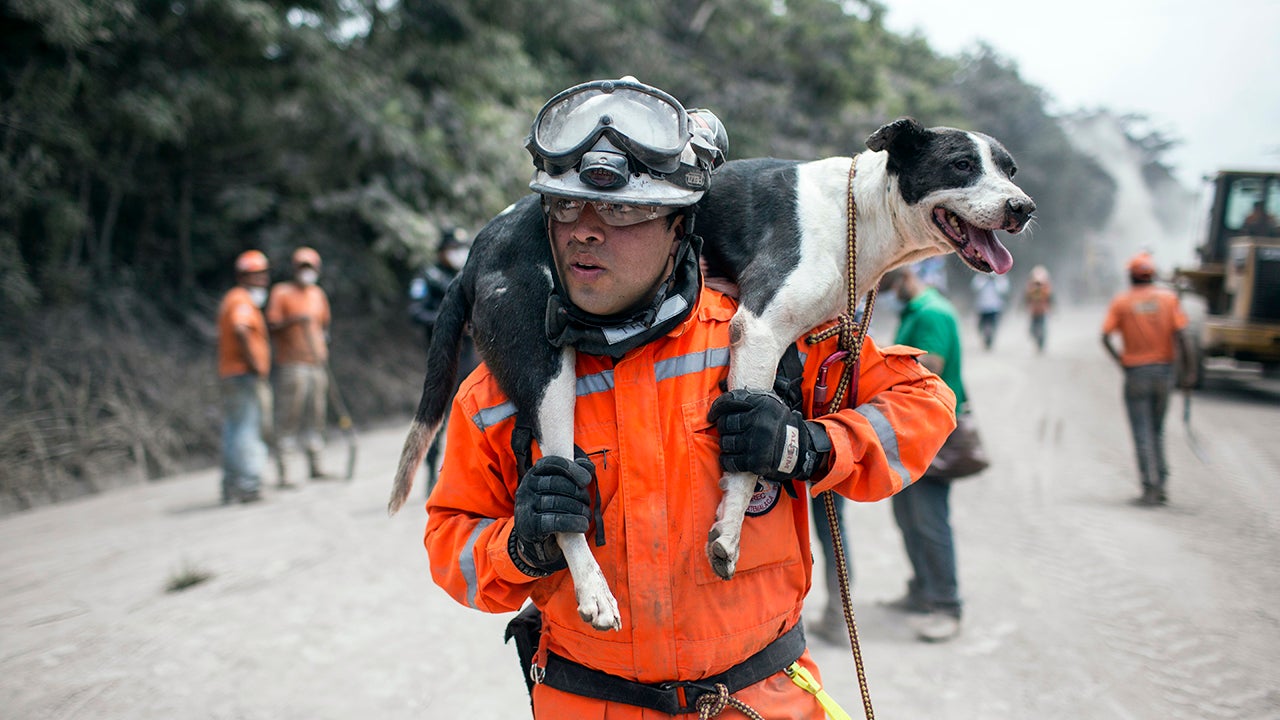 Amazing Animal Rescues in Guatemala (PHOTOS)