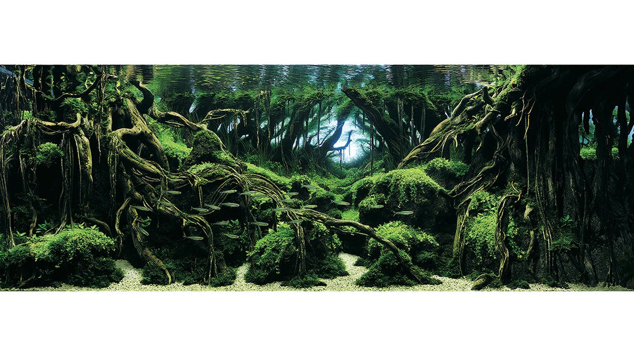 aquarium_01.jpg?format=auto&