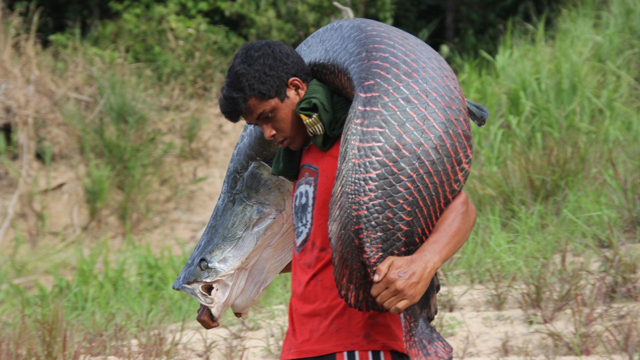 Massive Fish in Brazilian Amazon Makes Impressive Recovery Thanks to ...