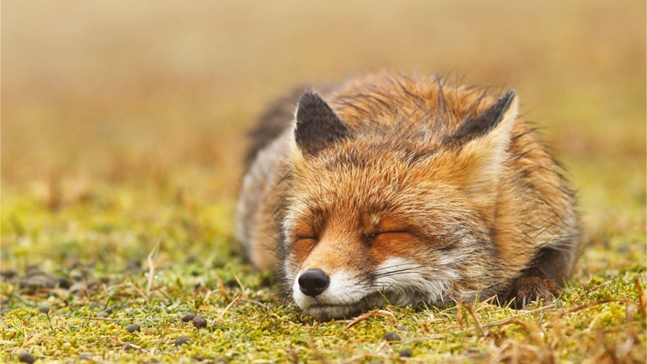 Incredible Images Of Wild Foxes The Weather Channel