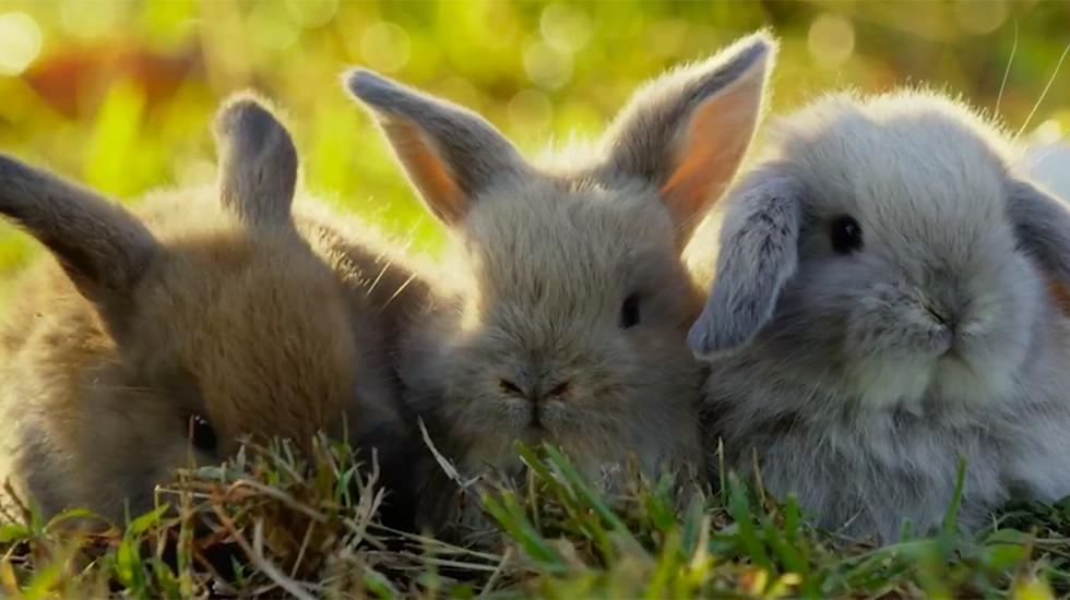 What To Do If You Find A Baby Animal