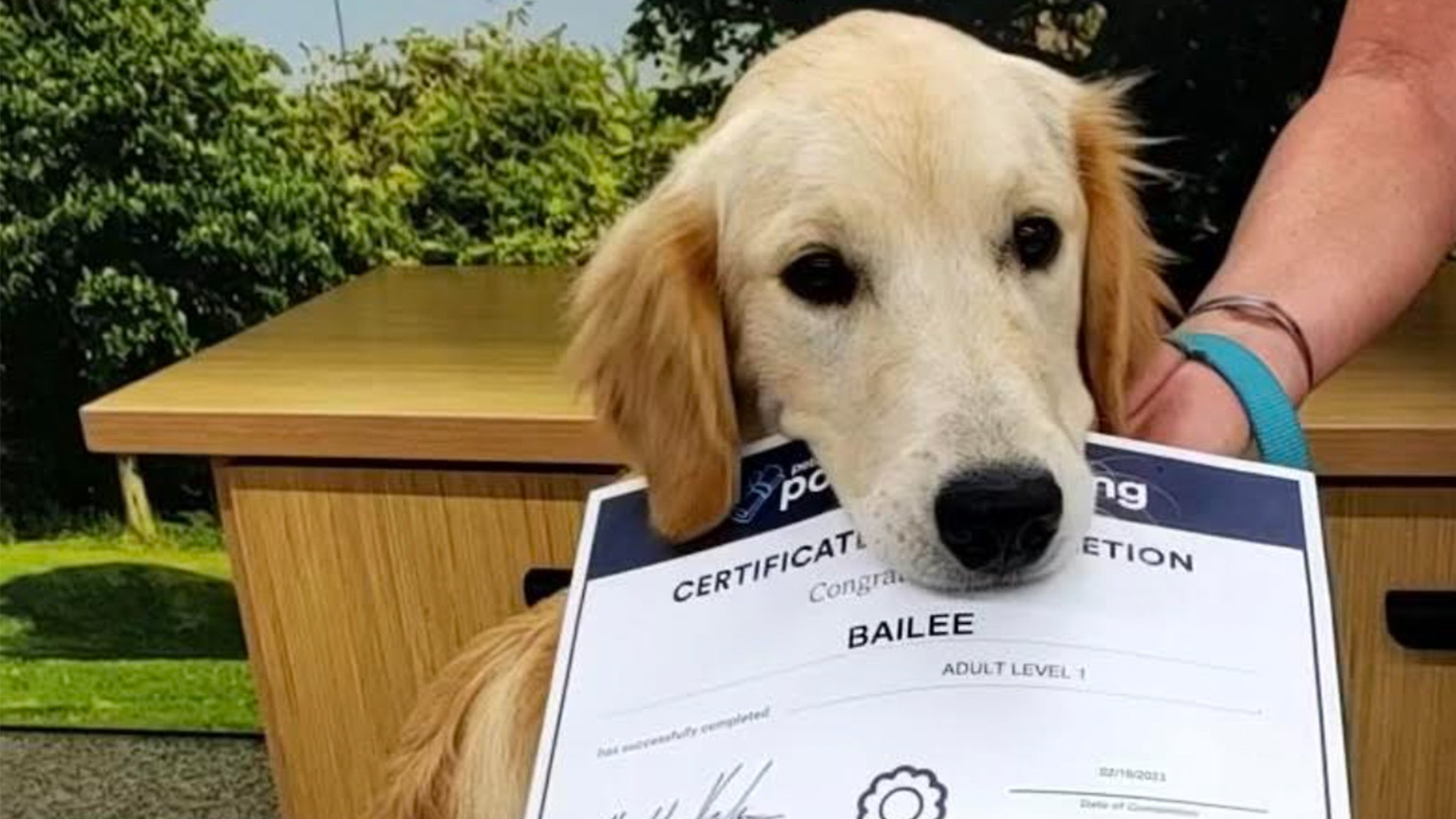 a golden retriever