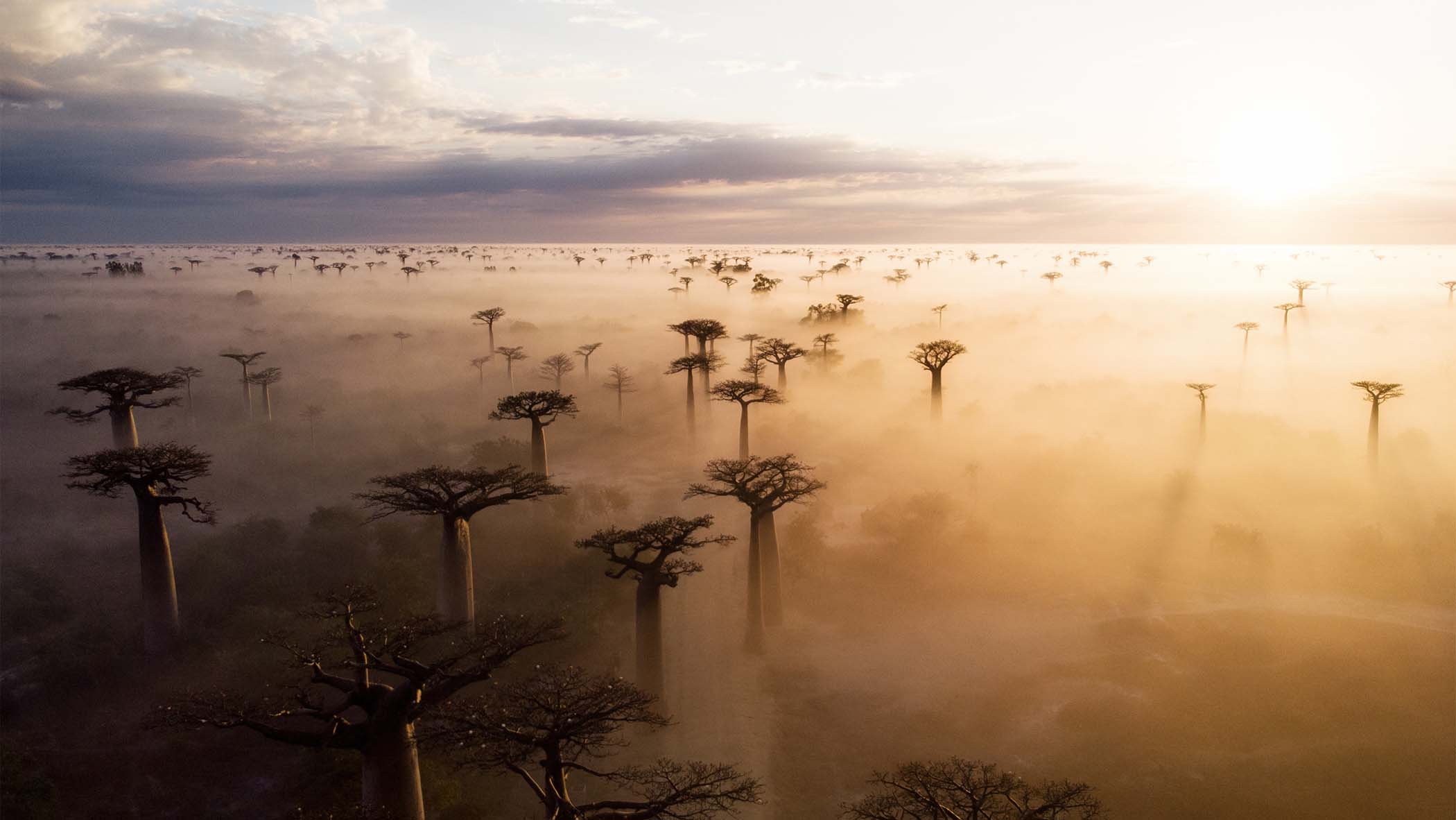 Where In The World Is ... The Avenue Of The Baobabs?