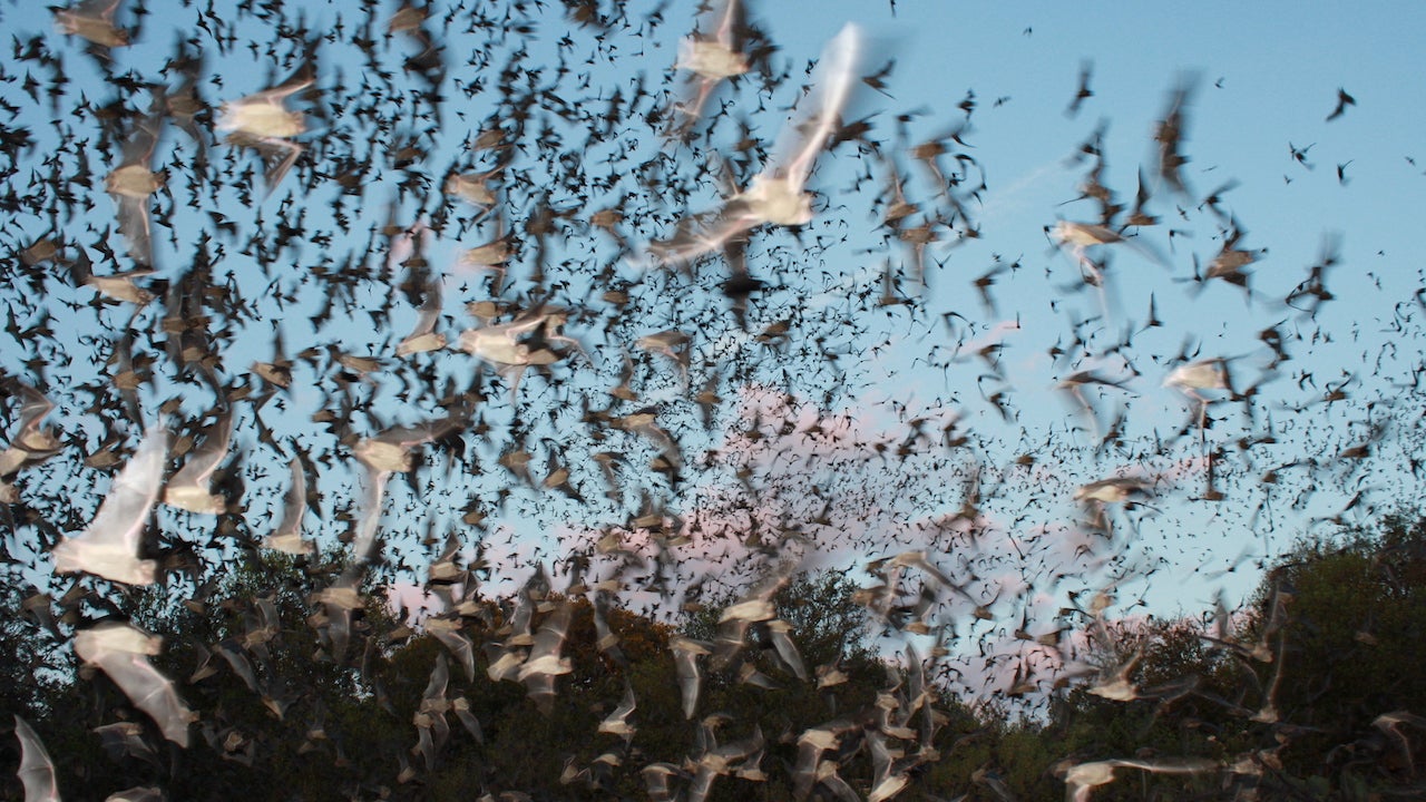 Millions of Bats Emerge from Bracken Cave in Texas The Weather Channel