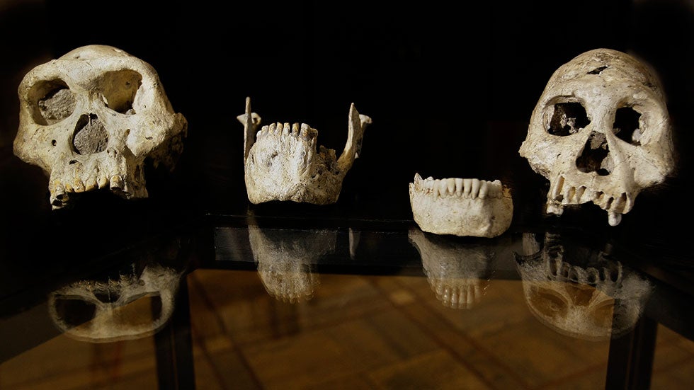 Discovery of 1.8M-Year-Old Human Skull: Glimpse Into Evolution ...
