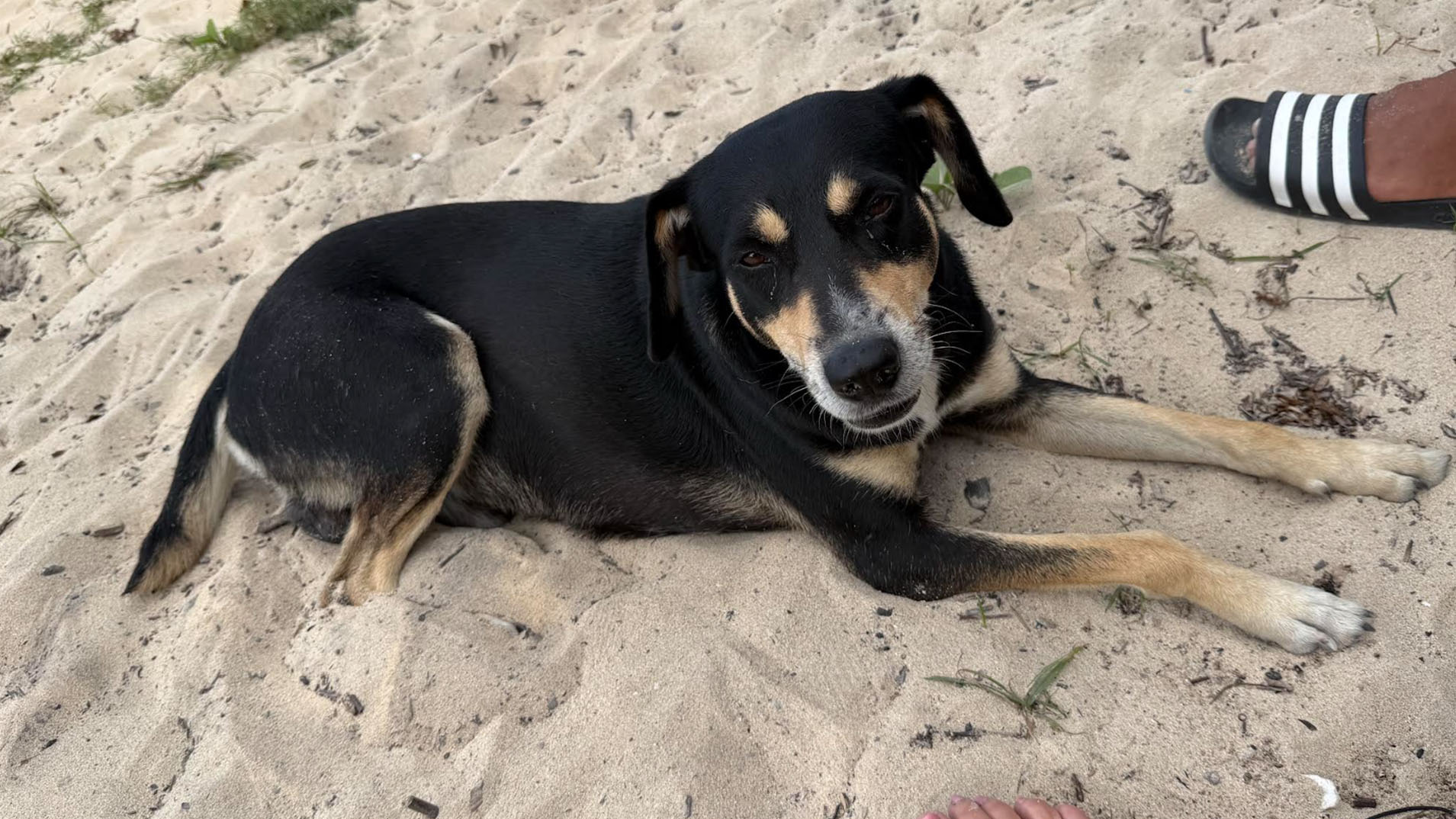Weather Buddies: 'Beach Boy'