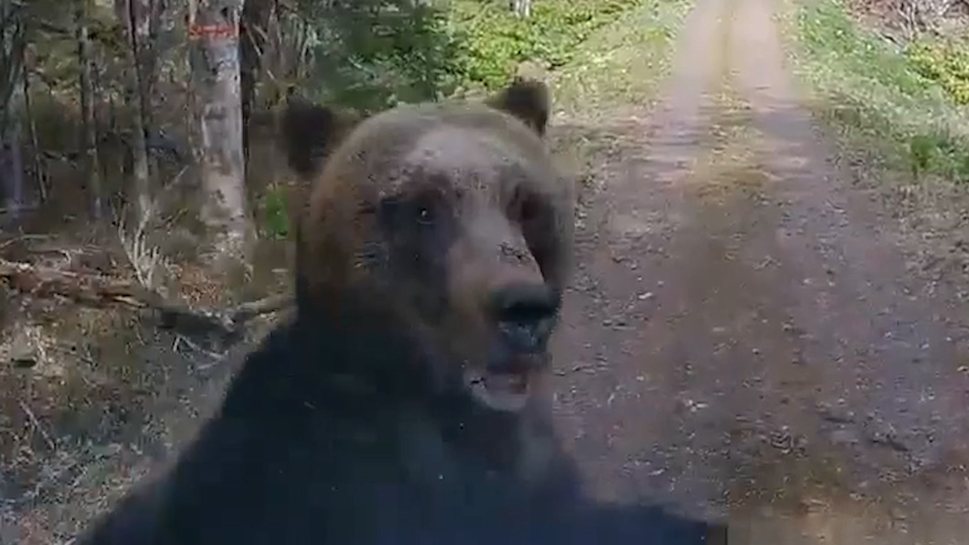 Brown Bear Charges At Car In Japan