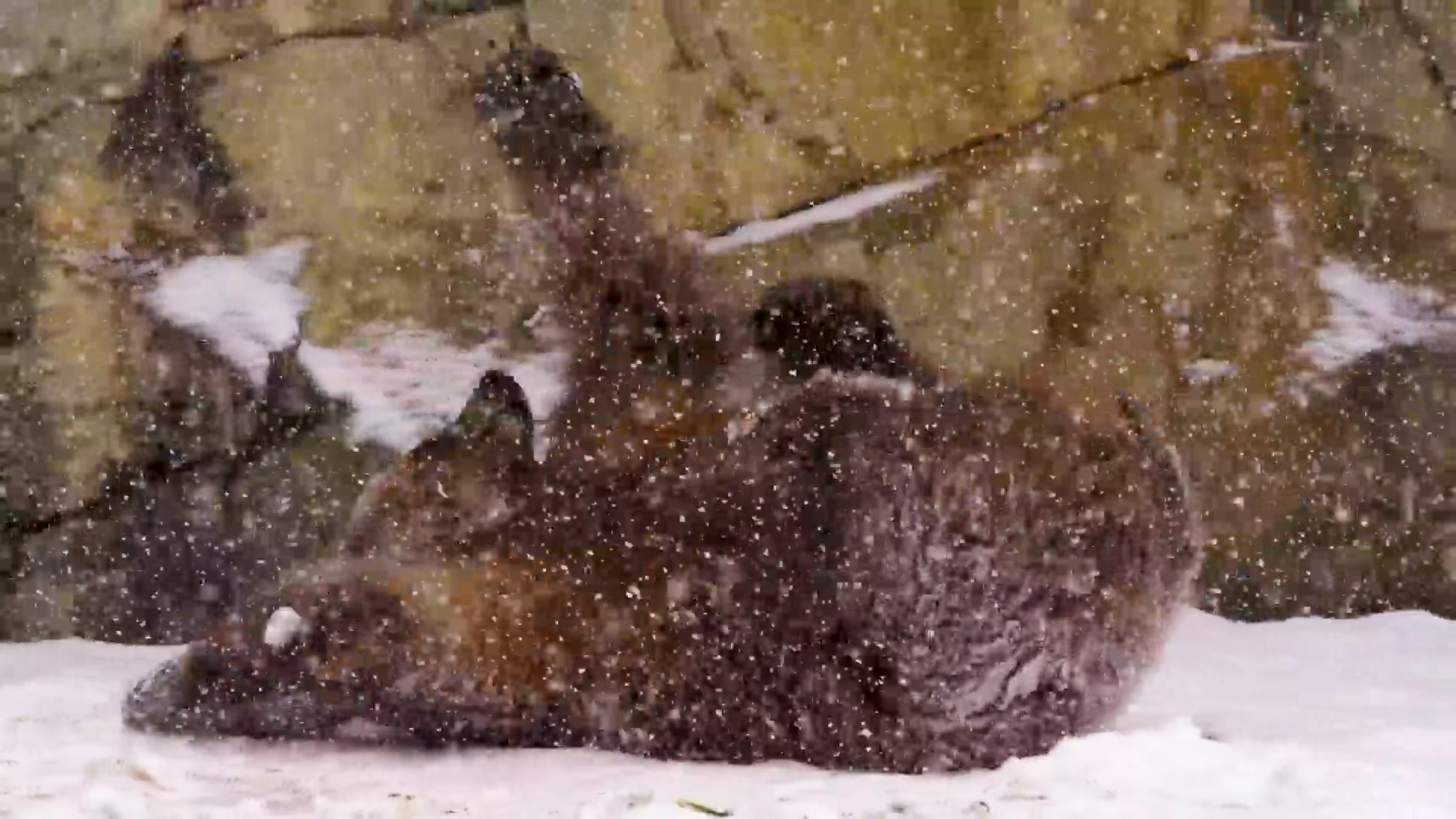 Bear And Bison Have Opposite Reactions To Snowy Day
