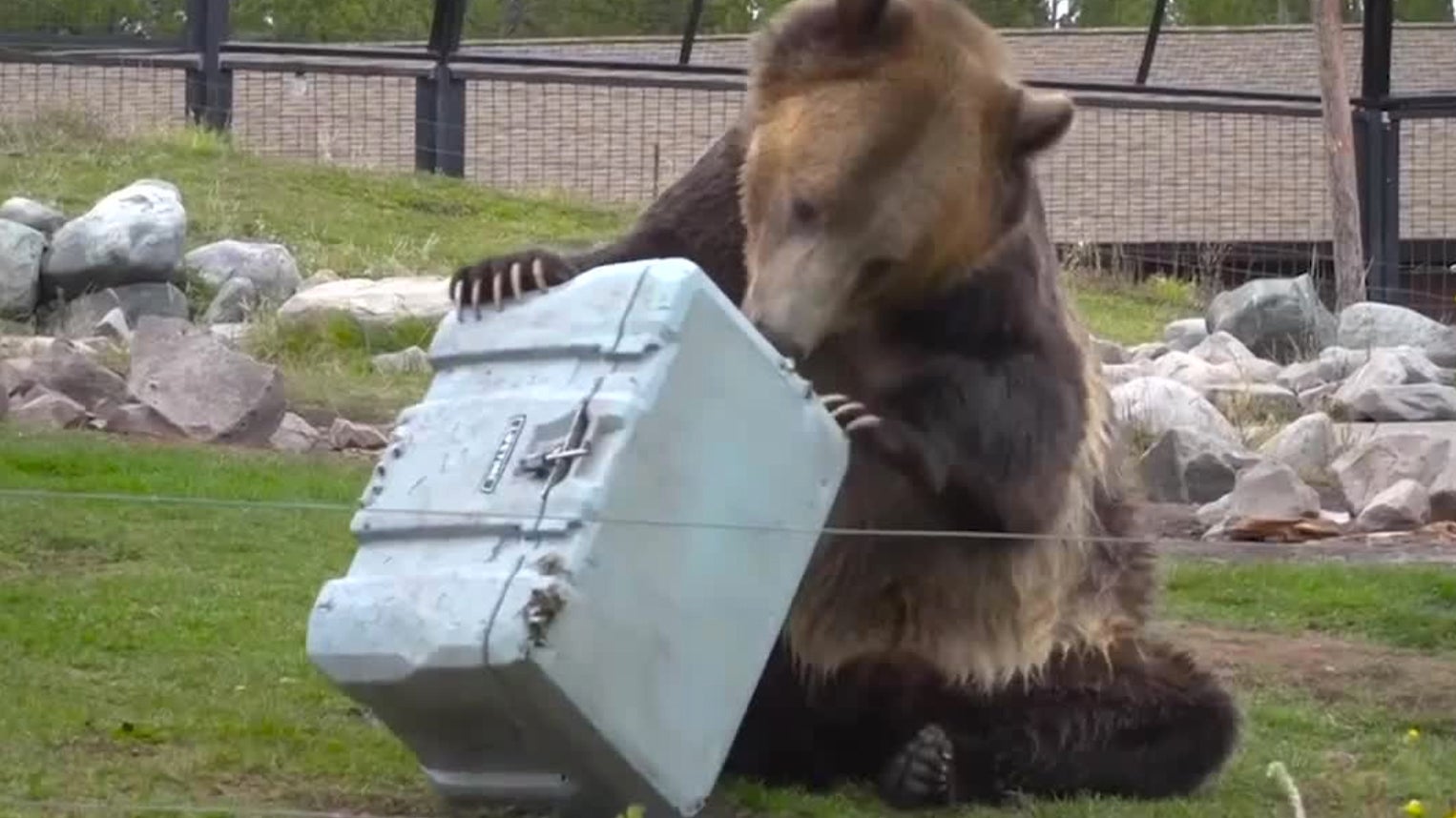 Grizzly Bears Are Put to Work Against Products Trying to Keep Them Out