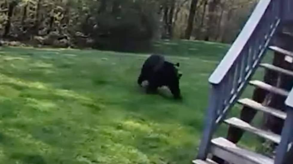 Bear Chases Tiny Pup Across Backyard