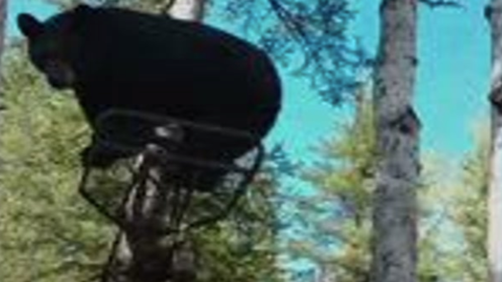 Hunter Talks Bear Into Giving His Tree Stand Back Hunter Talks Bear Into Giving His Tree Stand Back