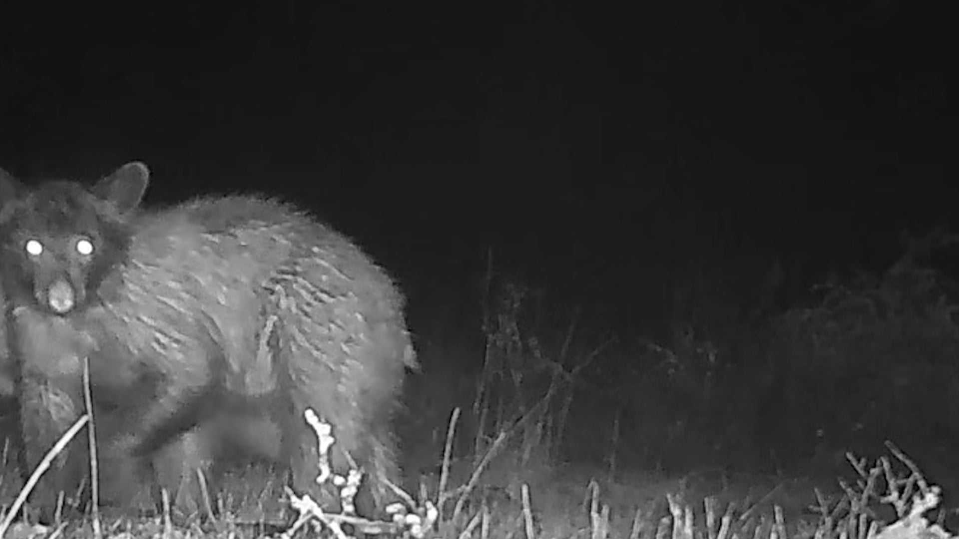 Bear Cubs Make Debut At California Park | Weather.com