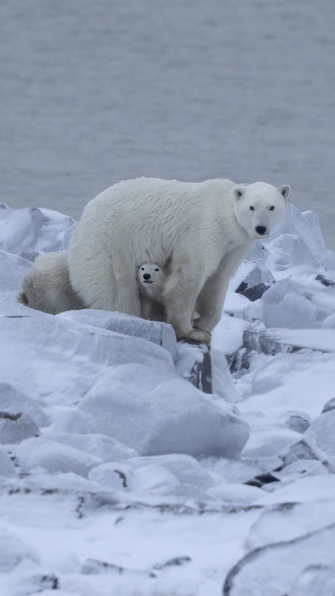 Why Does This Polar Bear Have An Extra Cub?