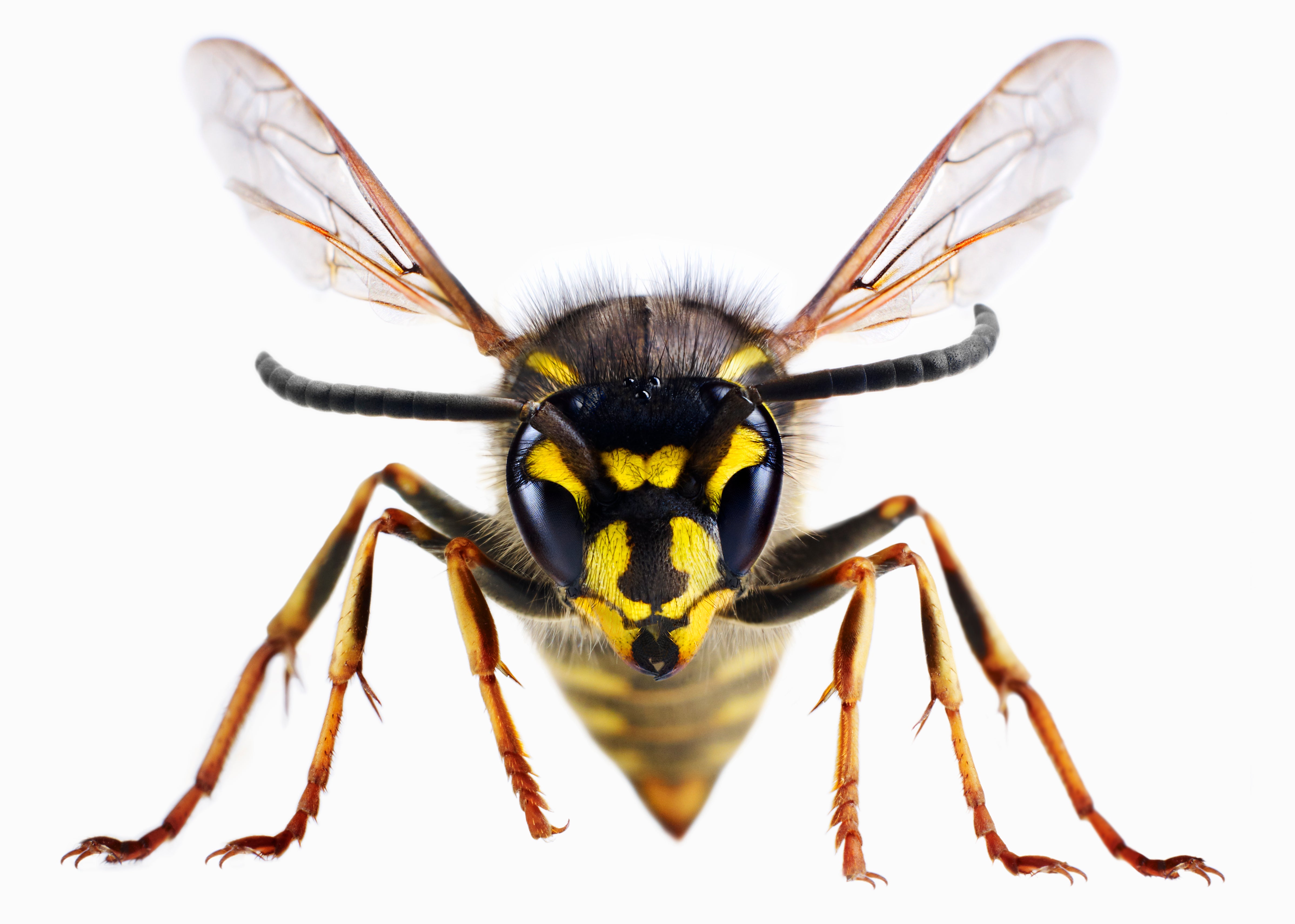 Don't Get Stung!