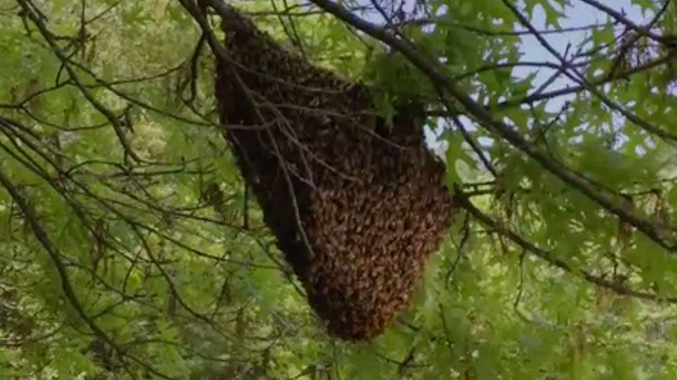 Bees Form Incredible Cluster The Weather Channel