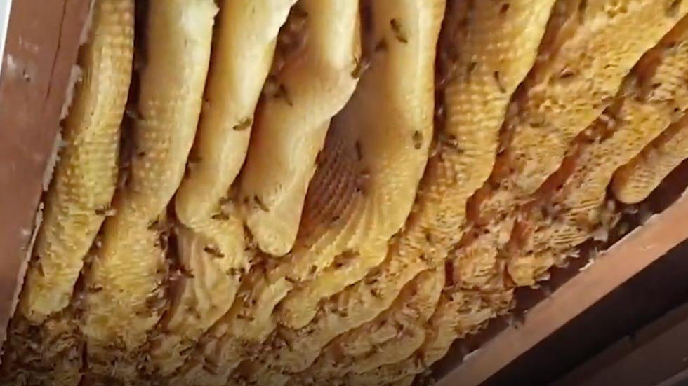 Massive Beehive Found Inside House in Australia Massive Beehive Found Inside House in Australia