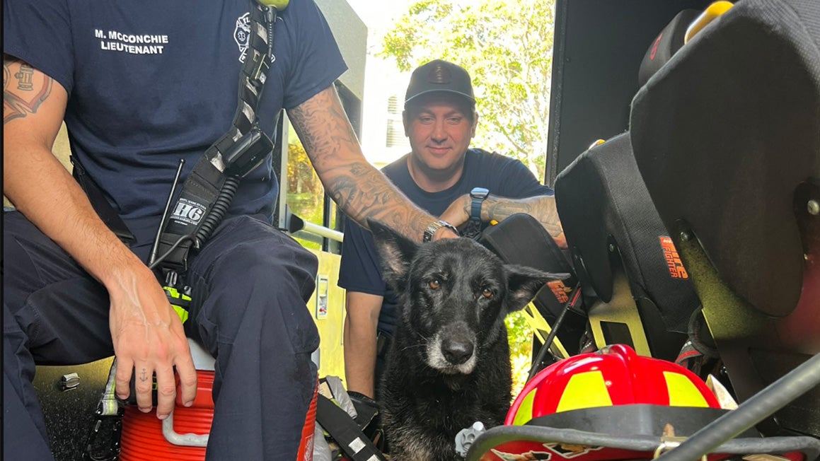 a rescued dog with firefighters