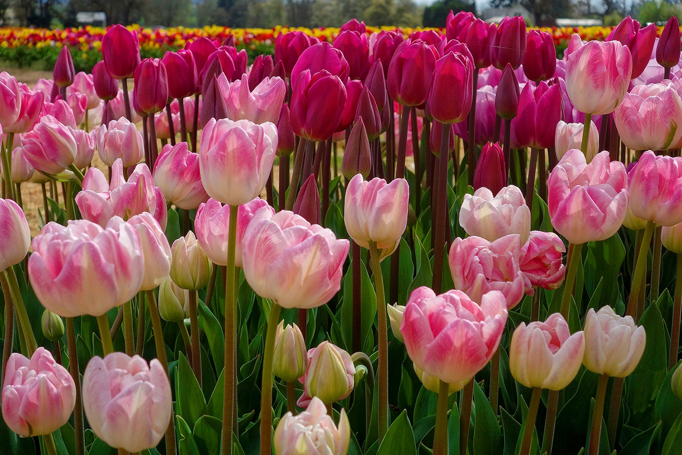 Flowers for Mother's Day