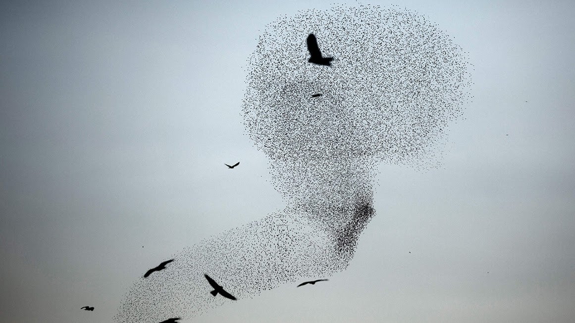 Starling Murmurations Cut Eerie Specters Across the Sky (PHOTOS) | The ...