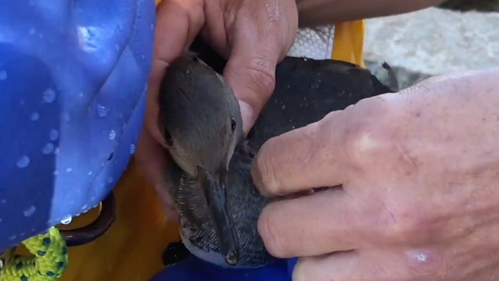 Firefighters Rescue Bird Caught In Fishing Line