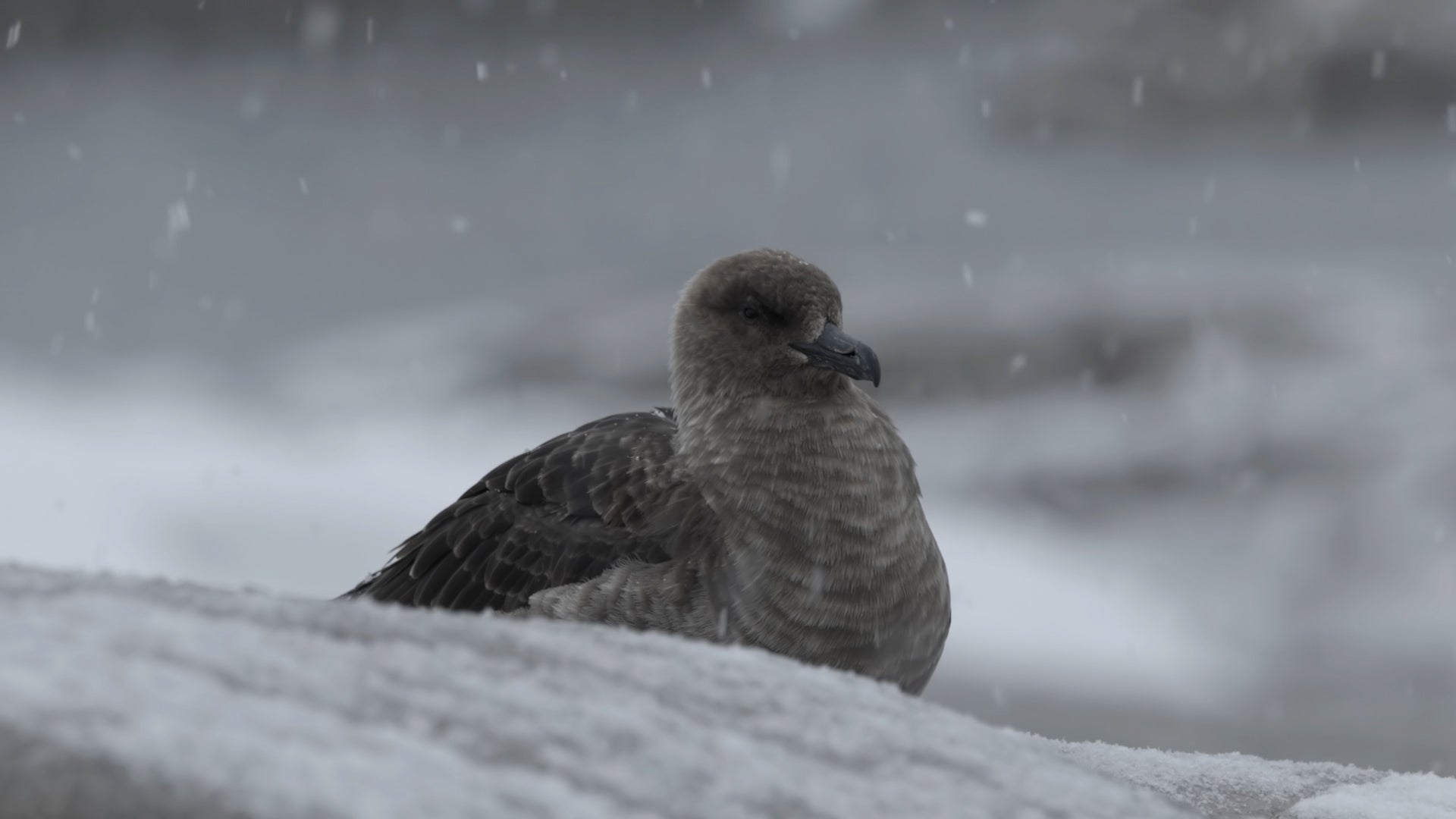 Bird Flu Reaches Islands Near Antarctica For First Time Ever Videos