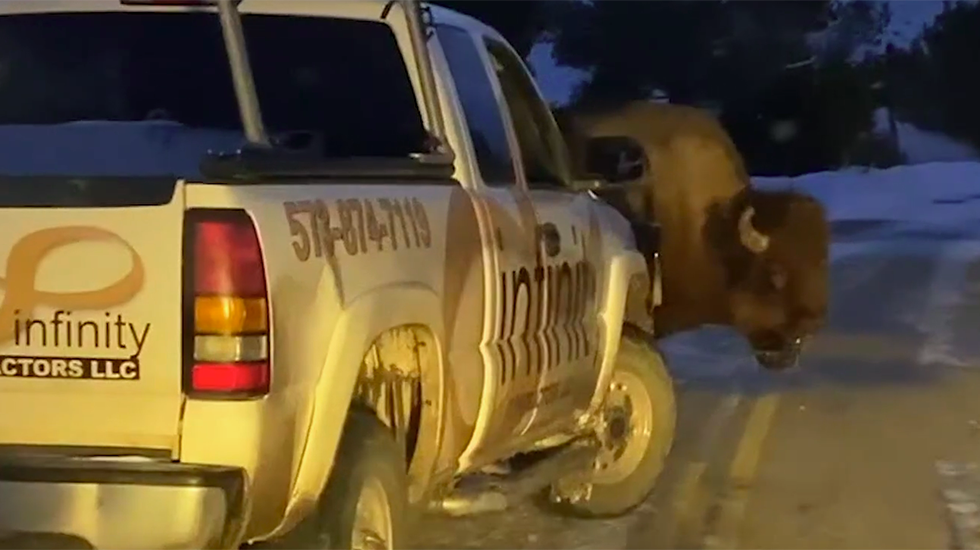 Stubborn Bison Blocks Road In Yellowstone