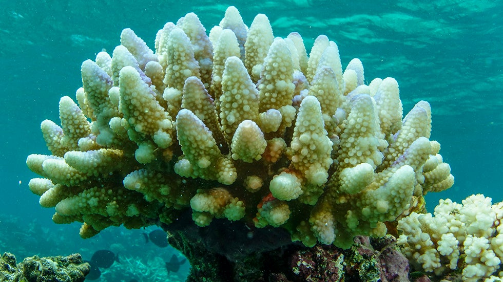 More Bad News for Great Barrier Reef