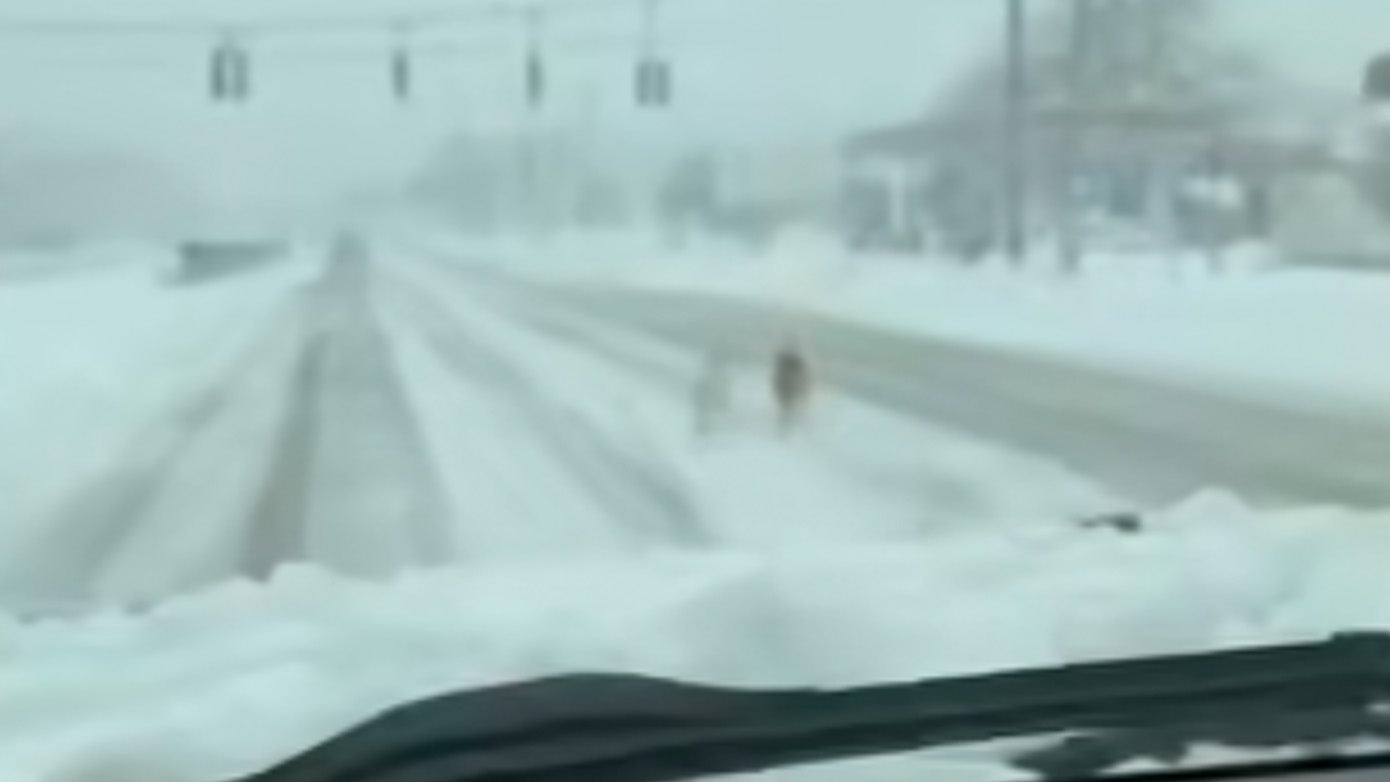 dogs in a blizzard