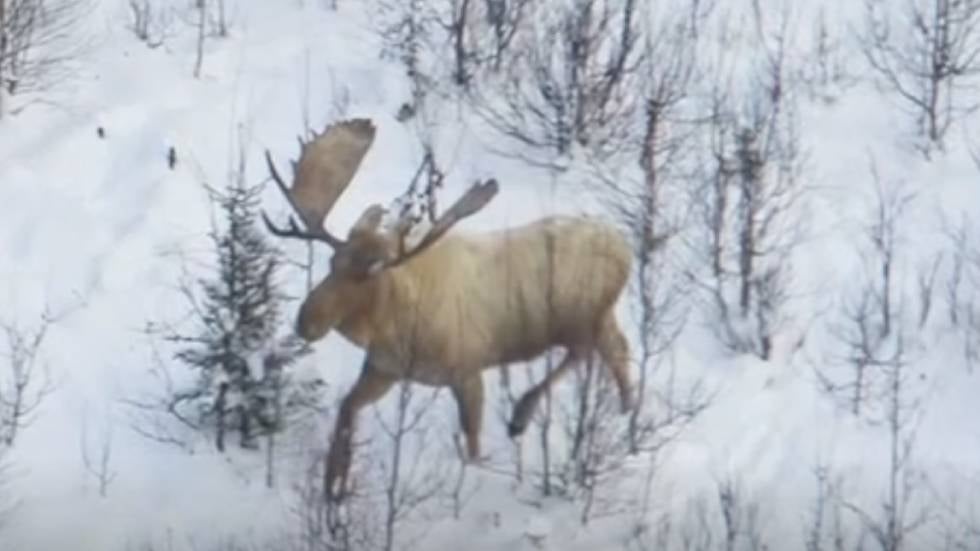 Rare ‘Blonde’ Moose Photographed Videos from The Weather Channel