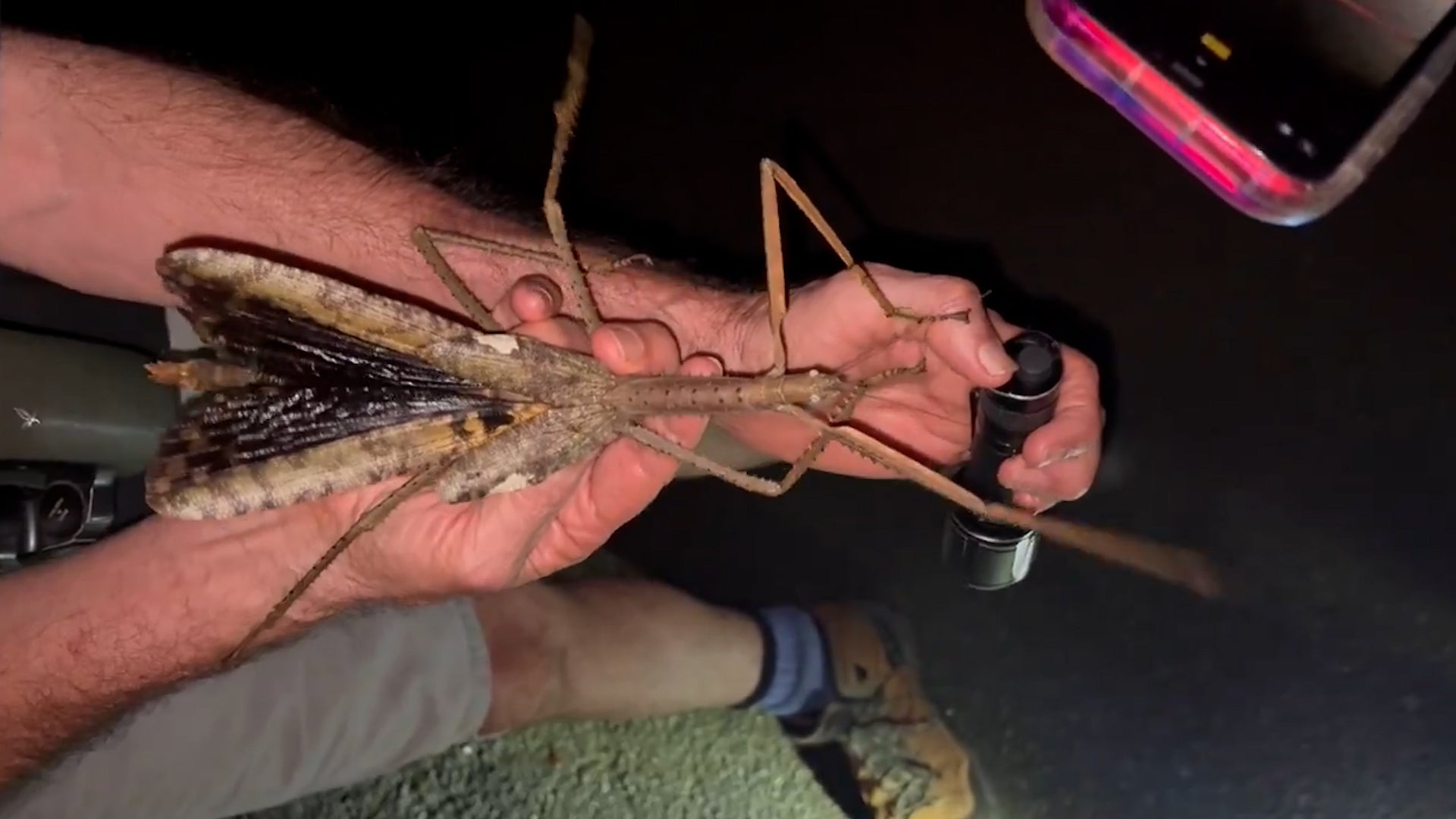 Meet the new species of giant stick insect that weighs about the same as a golf ball