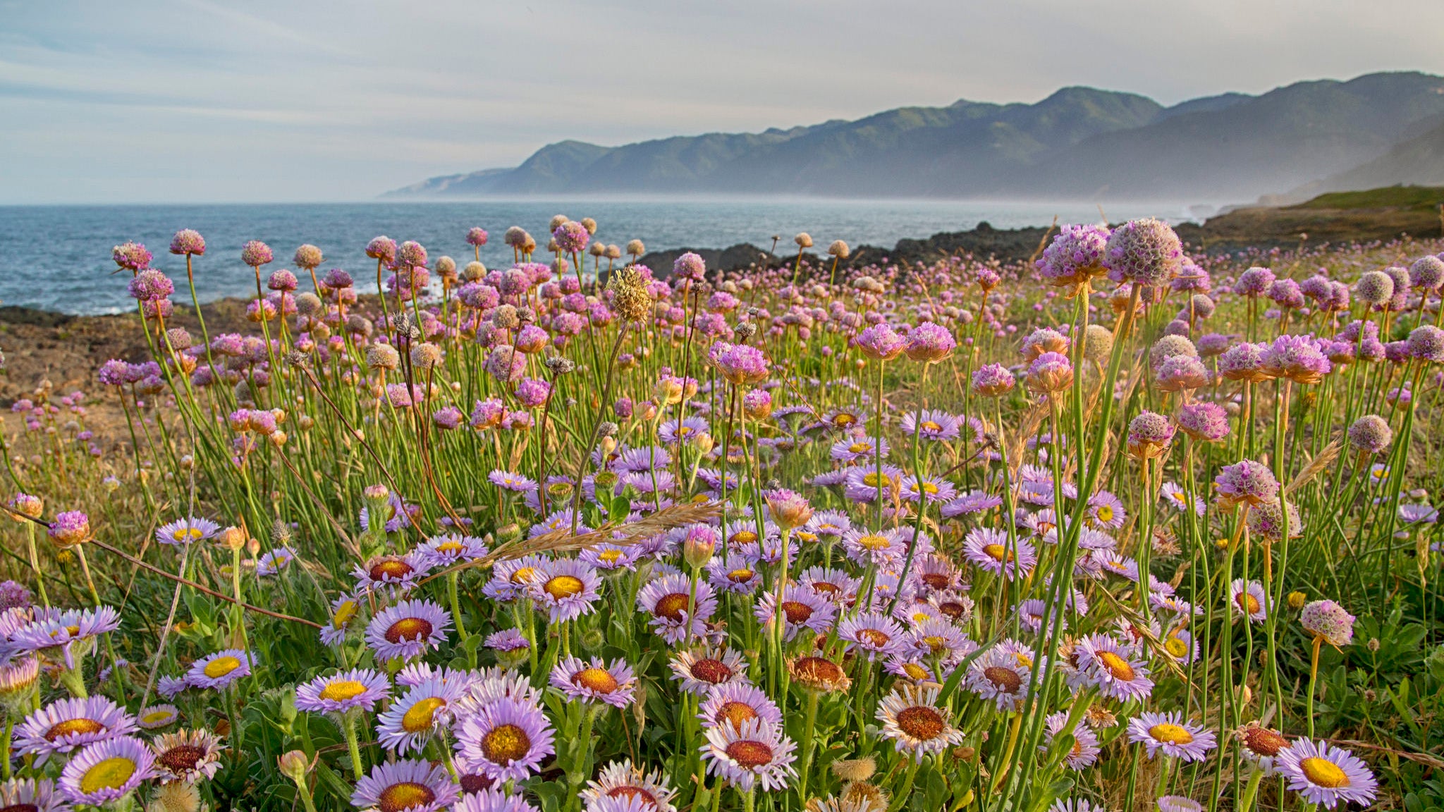Amazing Blooms Worth the Allergy Attack