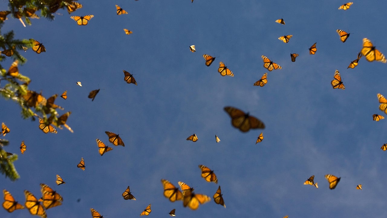 butterflies-luisacosta-afp-gettyimages.jpg