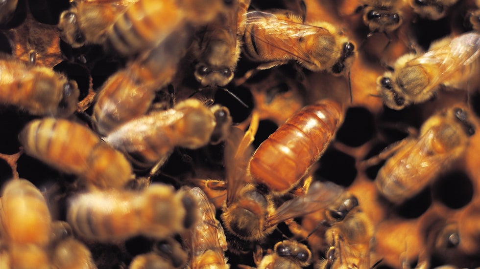 killer bees essay killer bees essay