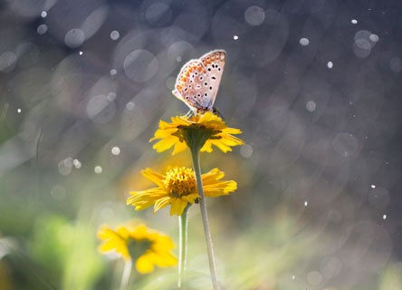 Pollen and butterfly