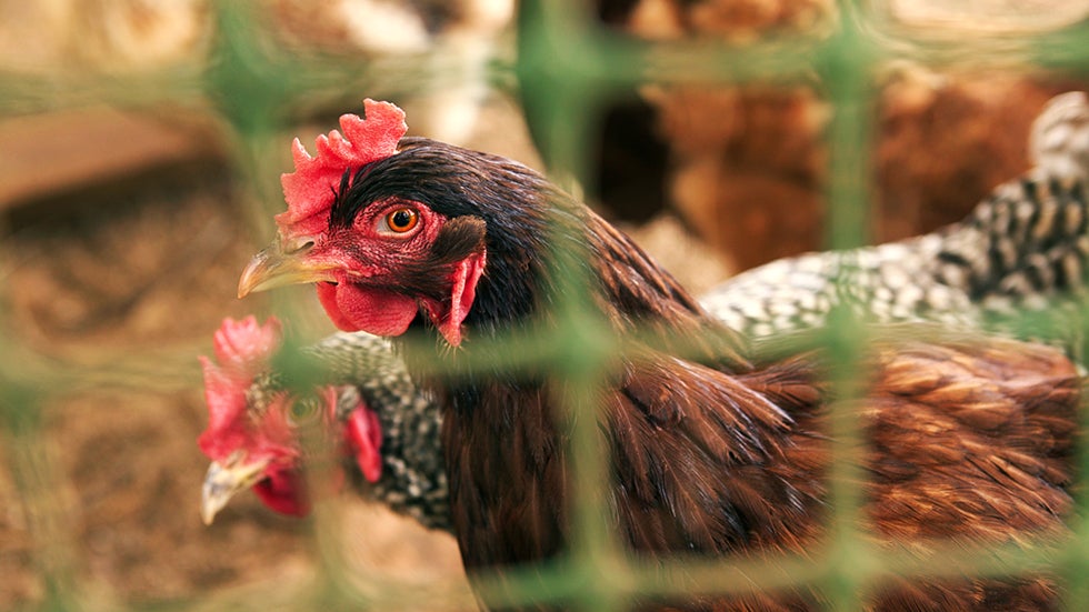 H7N9 Cases Spur Ban on Live Poultry Sales