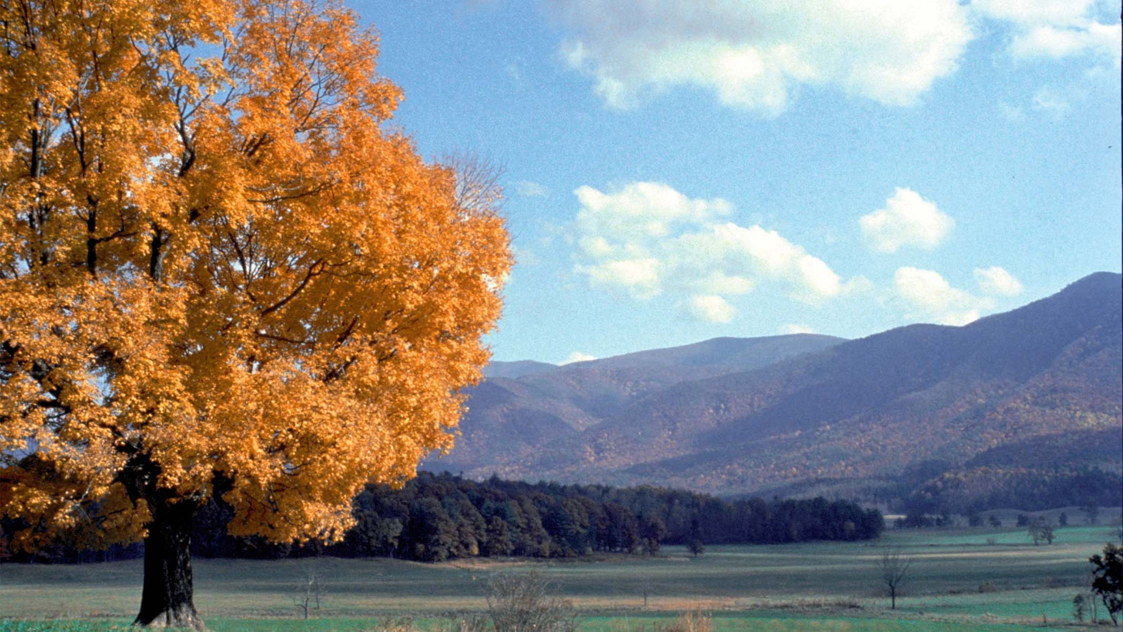 fall foliage