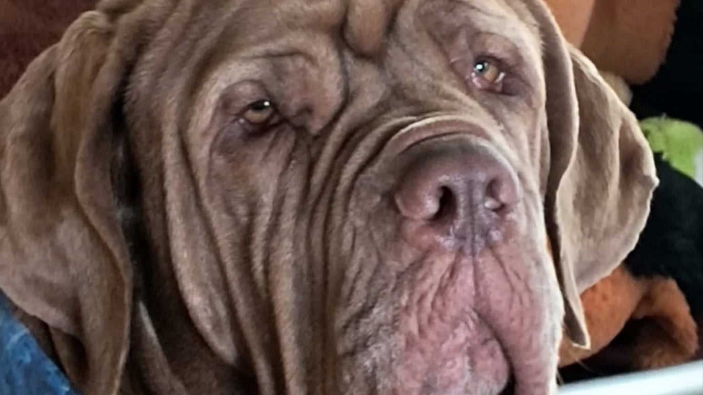 Firefighters Rescue Dog Trapped In Trench