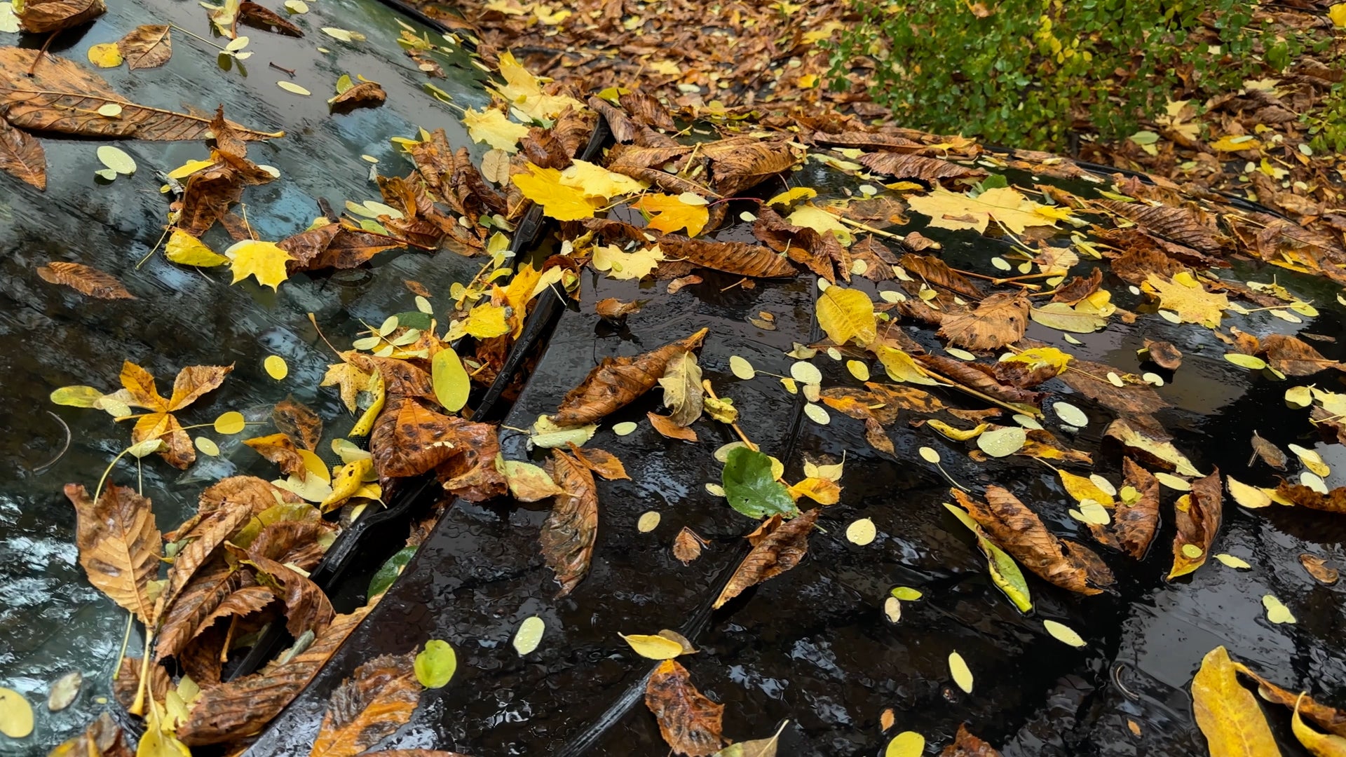 Protect Your Car This Fall From The Hidden Dangers Of Leaves
