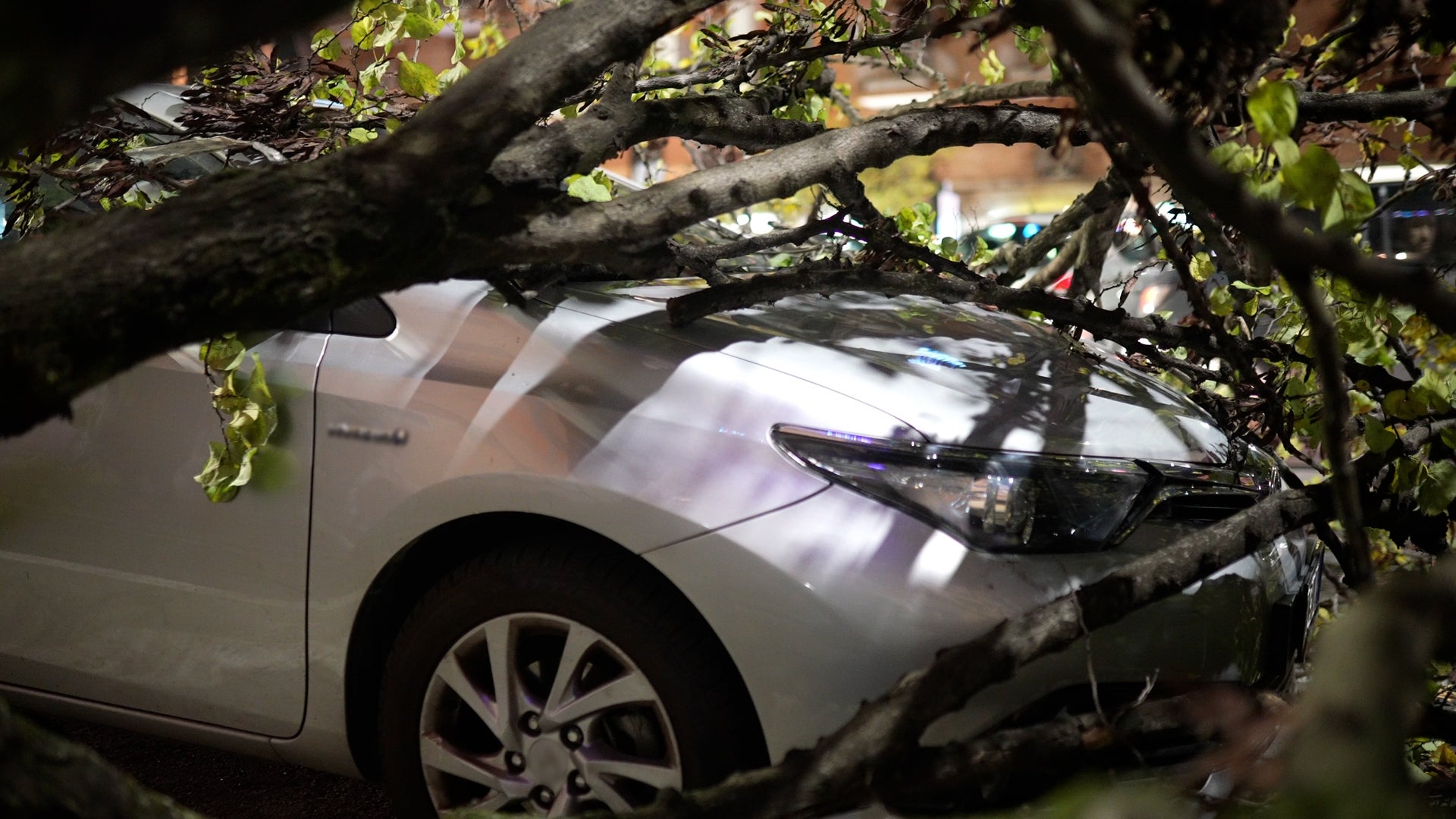 A Neighbor&rsquo;s Tree Fell On Your Property. Who&rsquo;s Responsible?