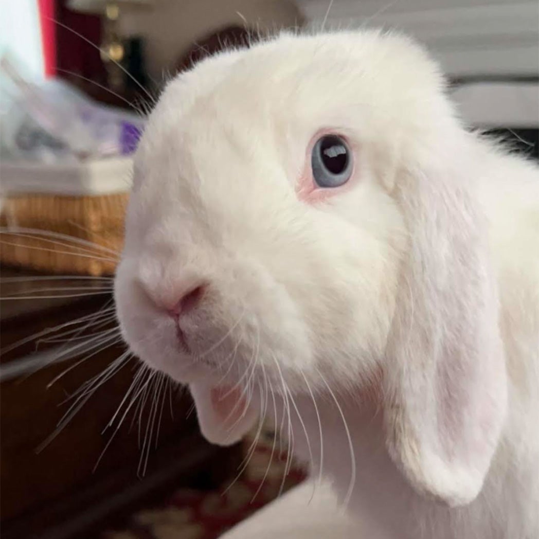 Weather Buddies: 'Casper'