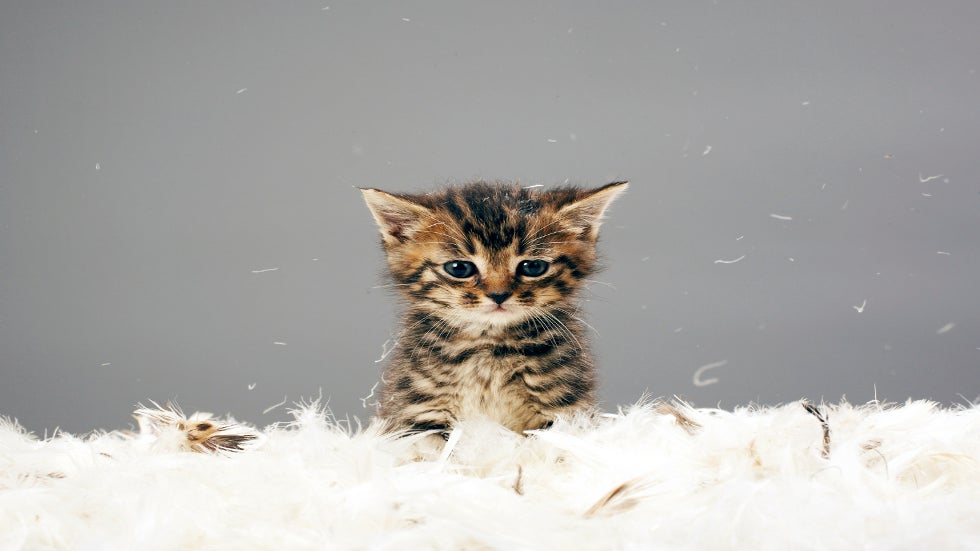 Reducing Pet Urine Odor 