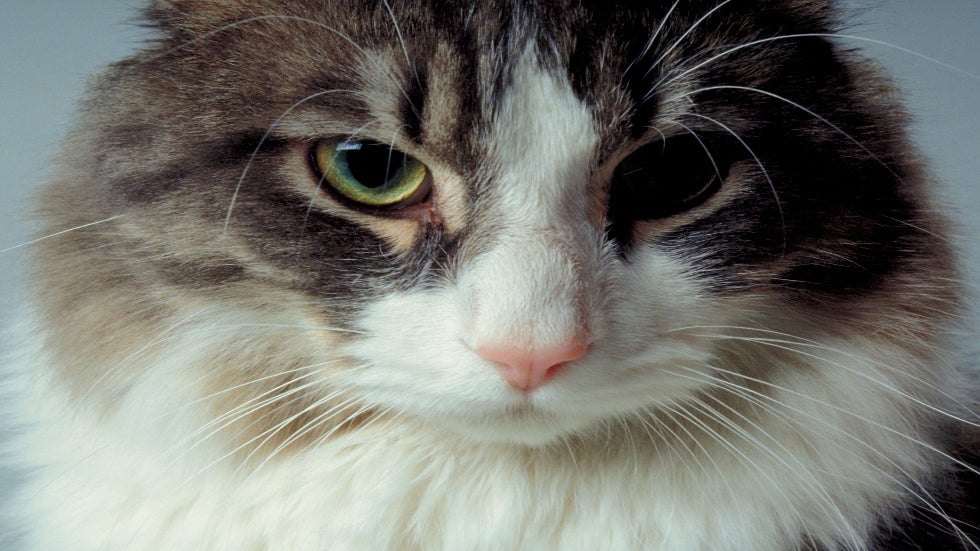 Recommendations for the Best Medical Care for Your Cat