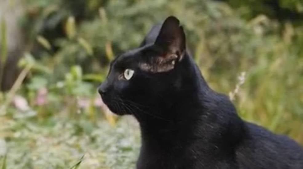 How Were Cats Domesticated? New Study Supports Popular Theory